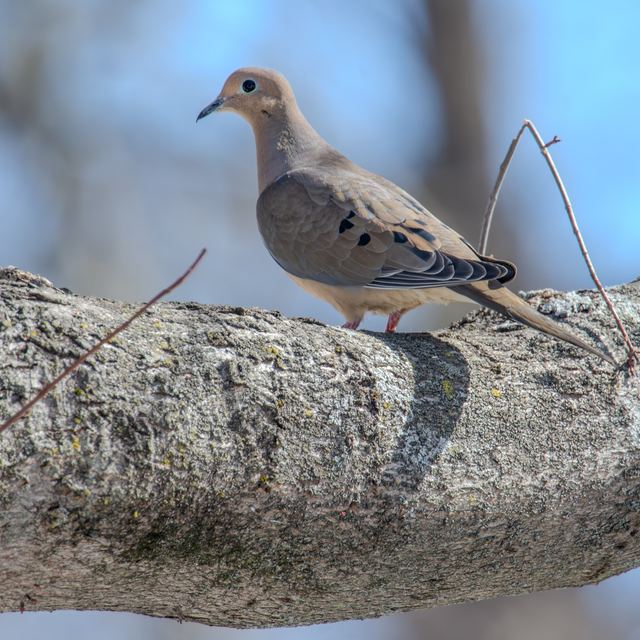 Mourning Dove