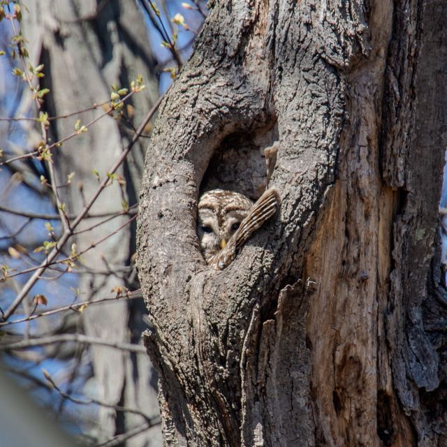 Barred Owl
