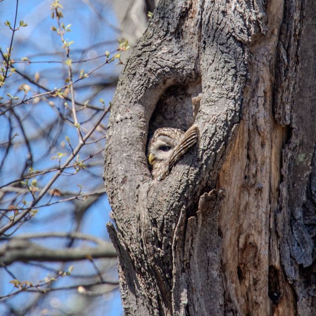 Barred Owl