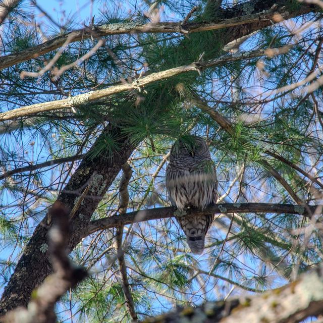 Barred Owl
