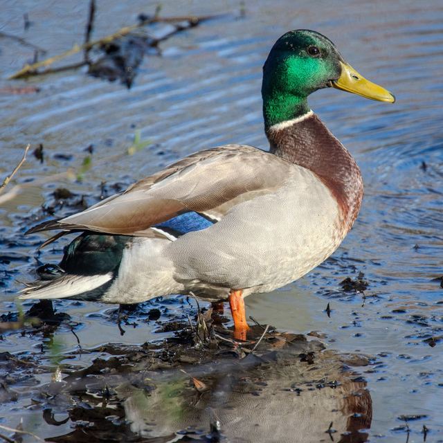 Mallard