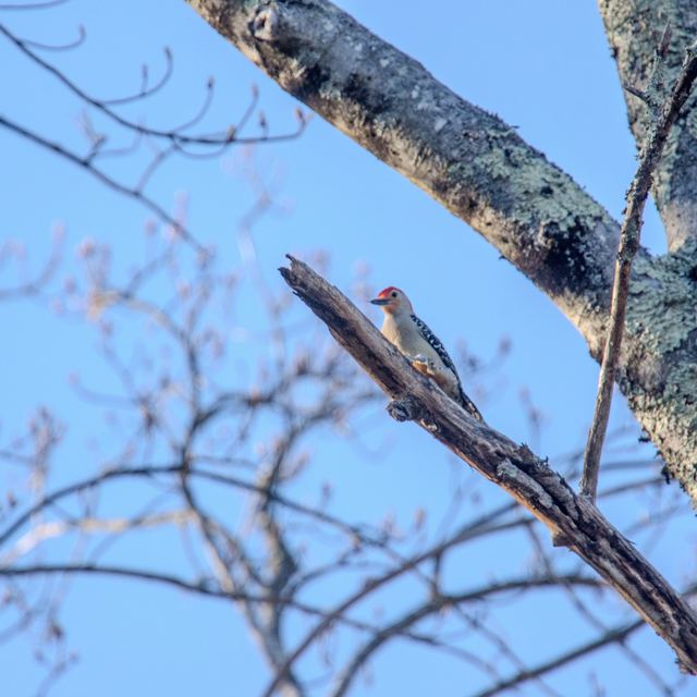 Red-bellied Woodpecker