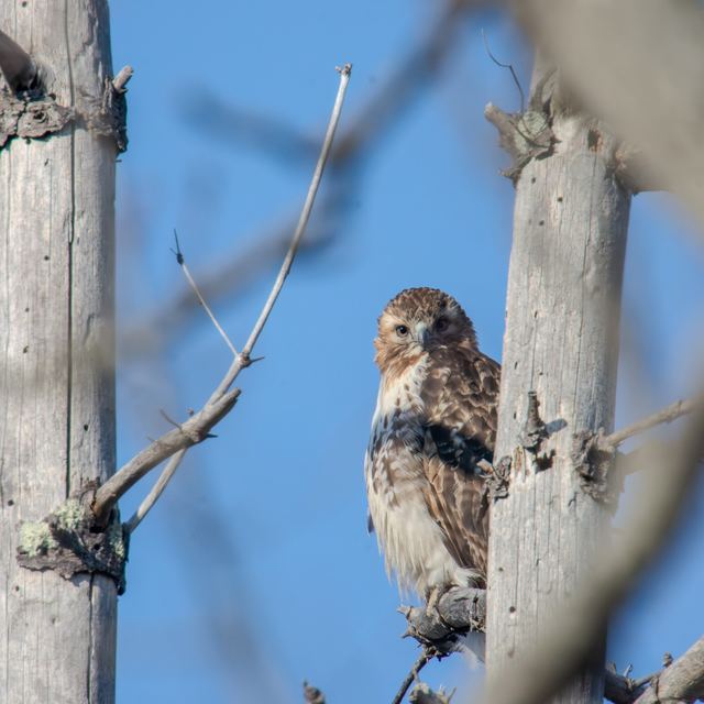 Red-tailed Hawk