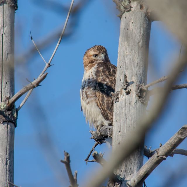 Red-tailed Hawk