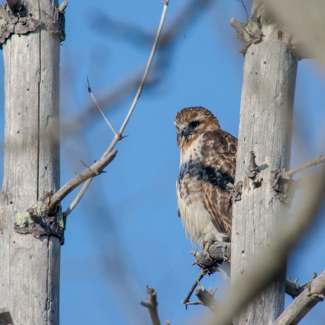 Red-tailed Hawk