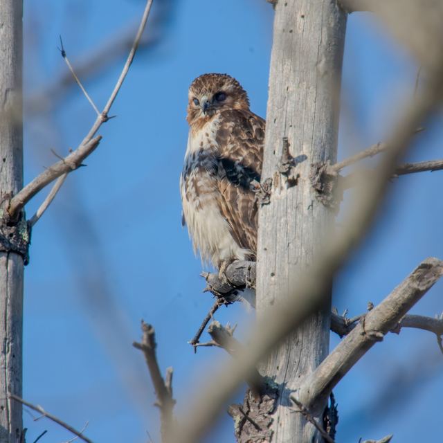 Red-tailed Hawk