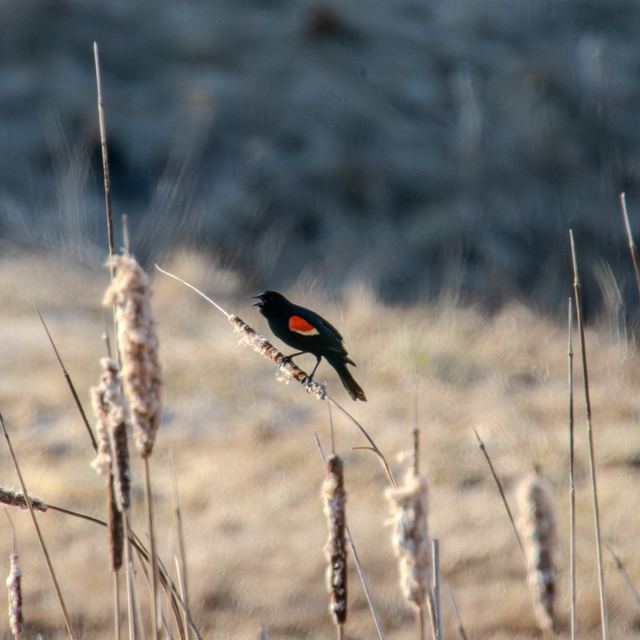 Red-winged Blackbird