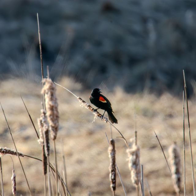 Red-winged Blackbird