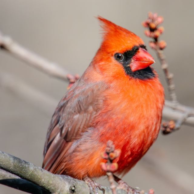 Northern Cardinal