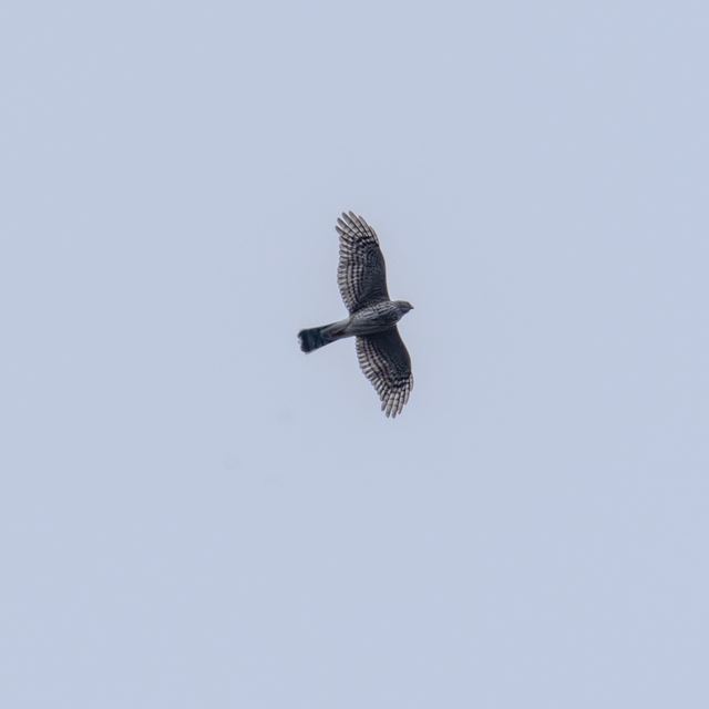 Cooper's Hawk