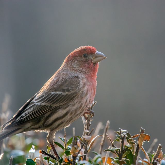House Finch