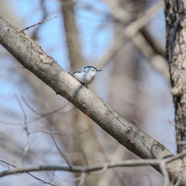 White-breasted Nuthatch