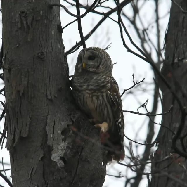 Barred Owl
