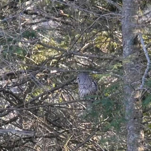 Barred Owl