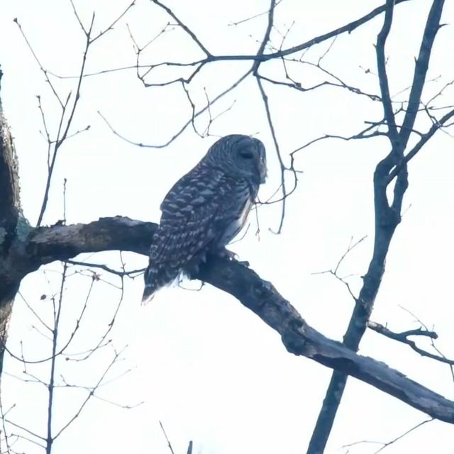 Barred Owl