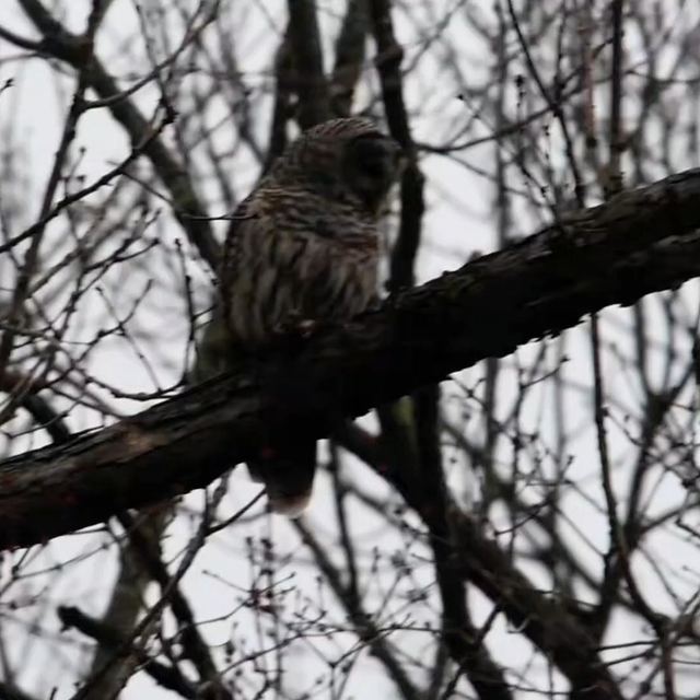 Barred Owl