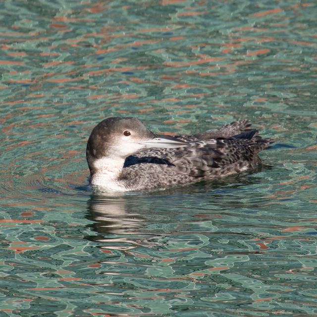 Common Loon