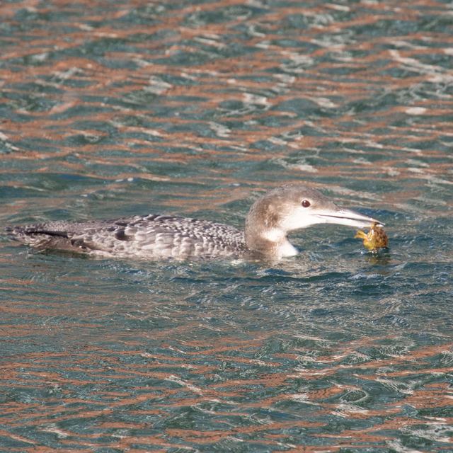 Common Loon