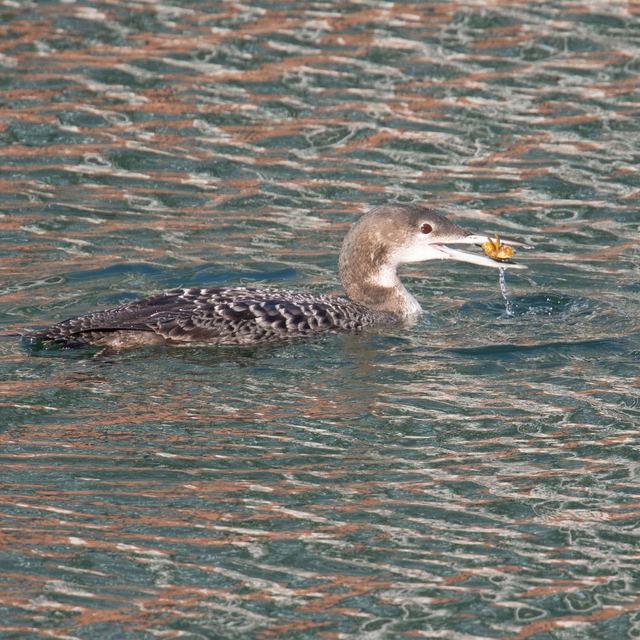 Common Loon