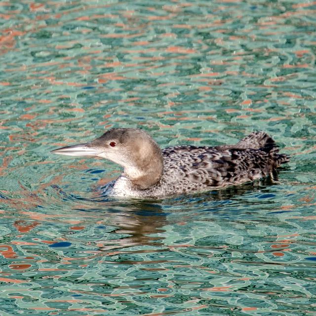 Common Loon
