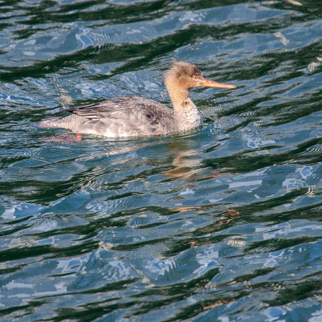 Red-breasted Merganser