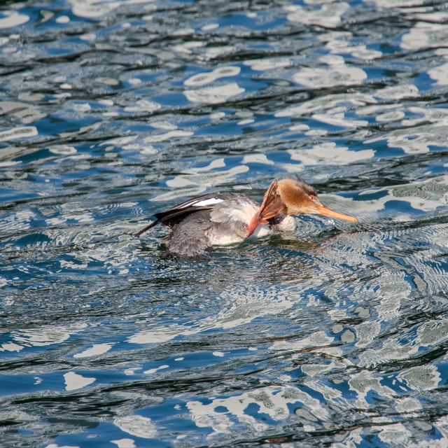Red-breasted Merganser