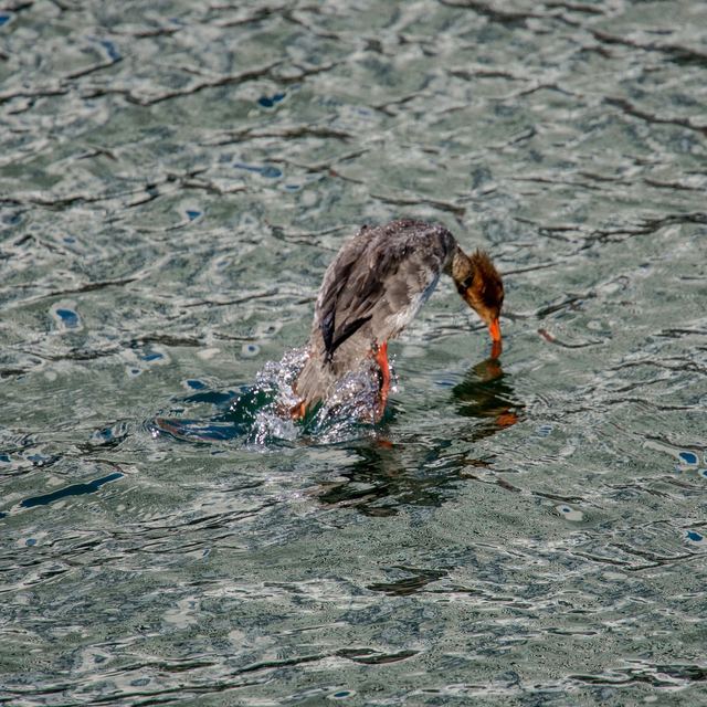 Red-breasted Merganser