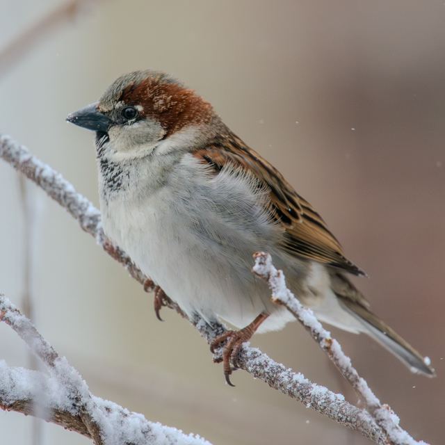 House Sparrow