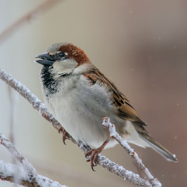 House Sparrow