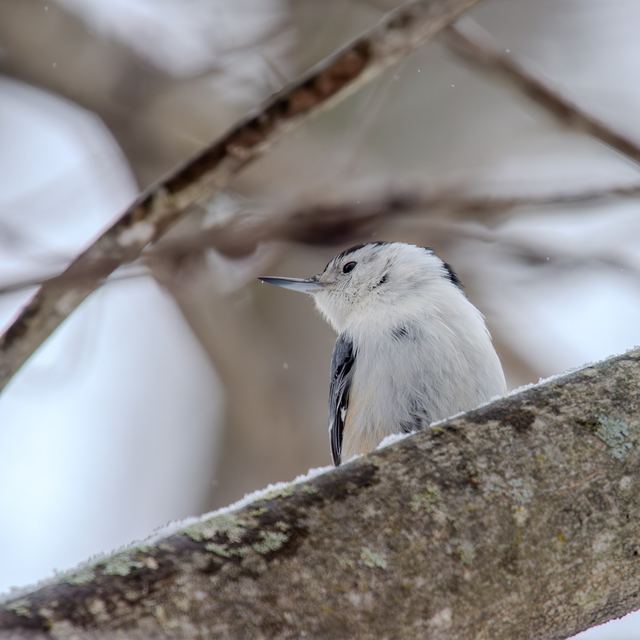 White-breasted Nuthatch