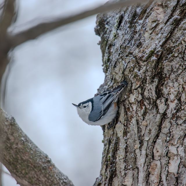 White-breasted Nuthatch
