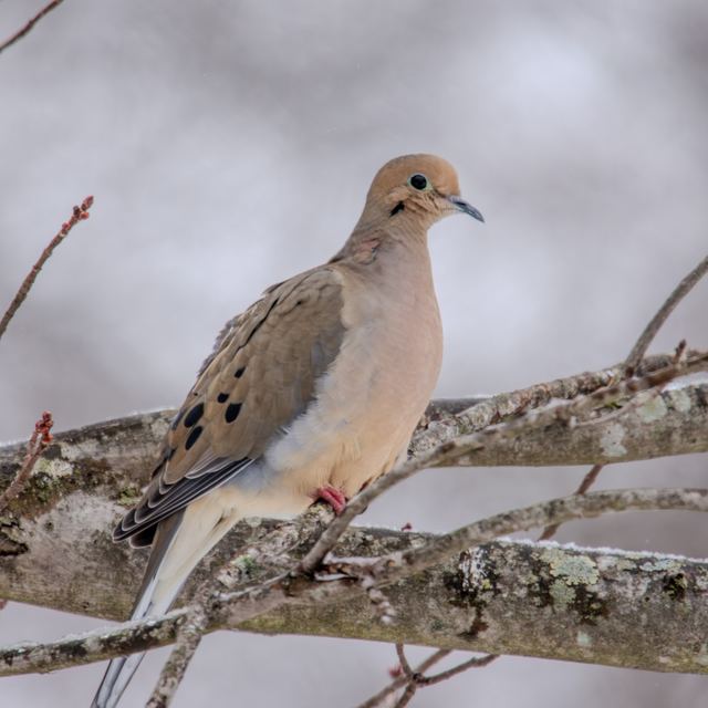 Mourning Dove