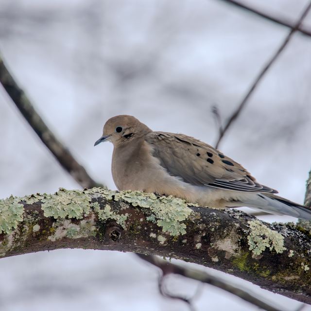 Mourning Dove