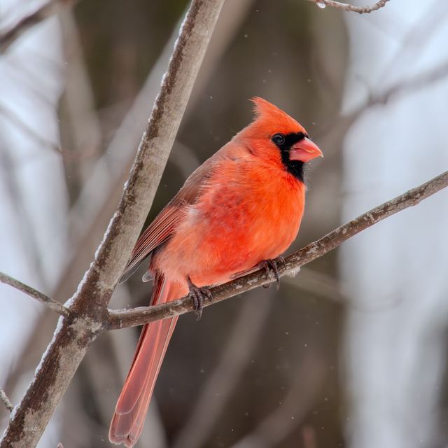 Northern Cardinal