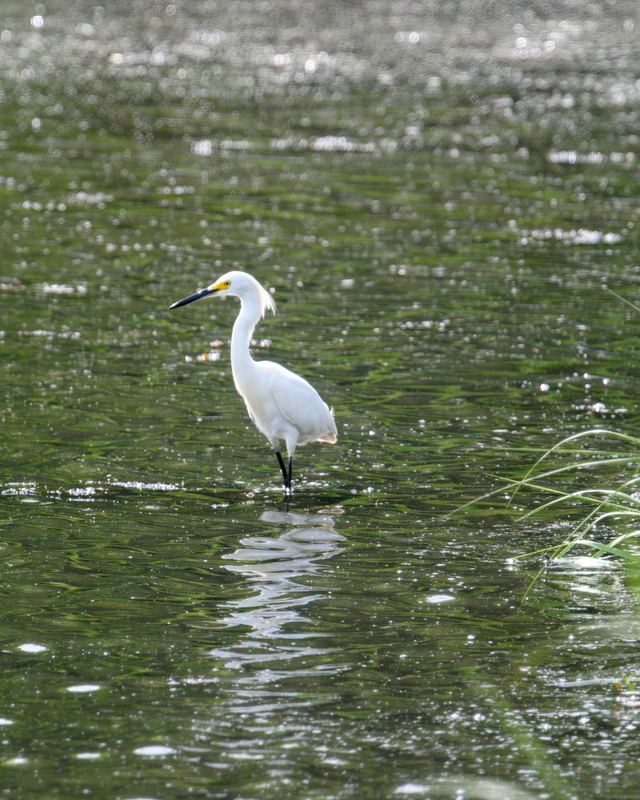 Snowy Egret
