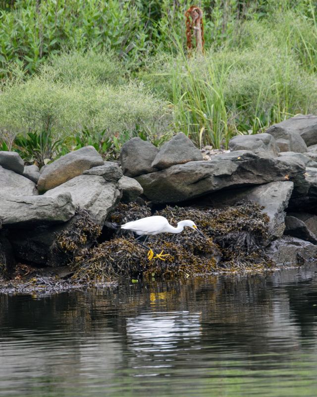 Snowy Egret