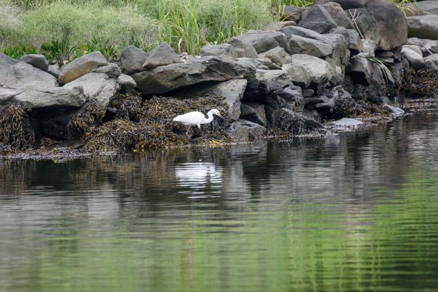 Snowy Egret