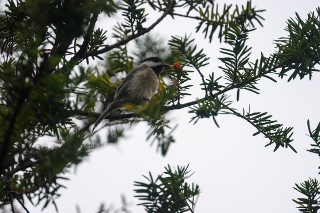 Black-capped Chickadee