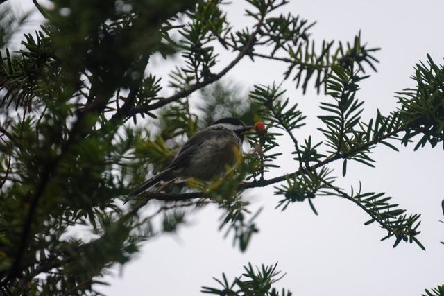 Black-capped Chickadee