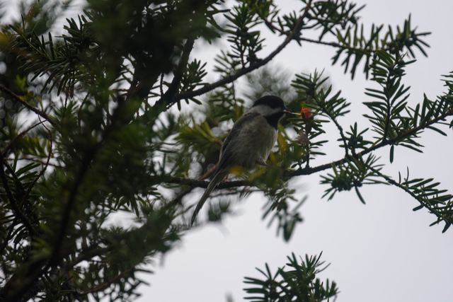 Black-capped Chickadee