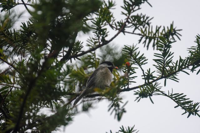 Black-capped Chickadee