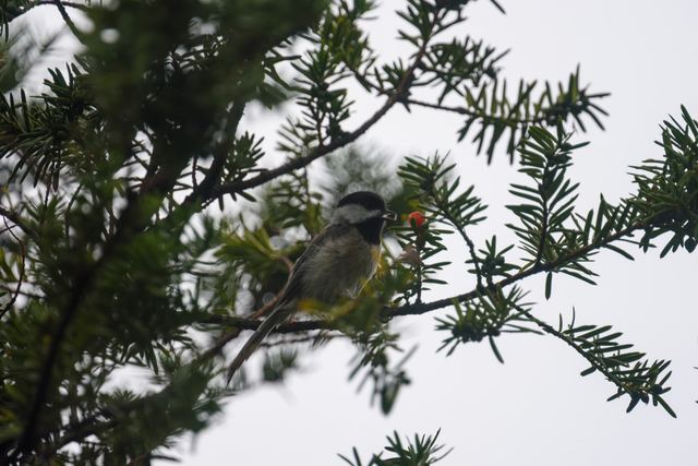 Black-capped Chickadee