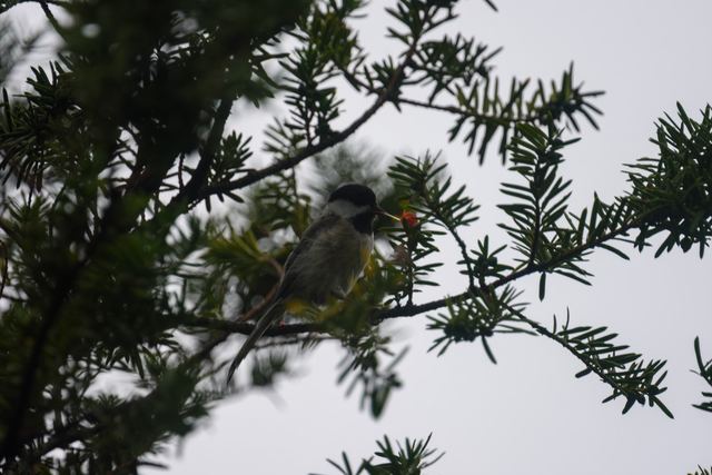 Black-capped Chickadee