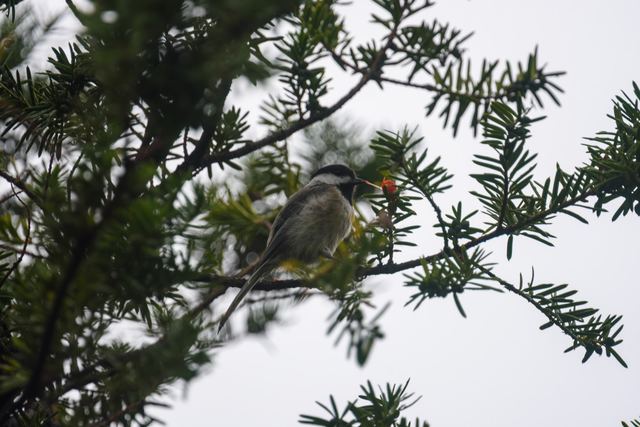 Black-capped Chickadee