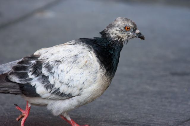 Rock Pigeon