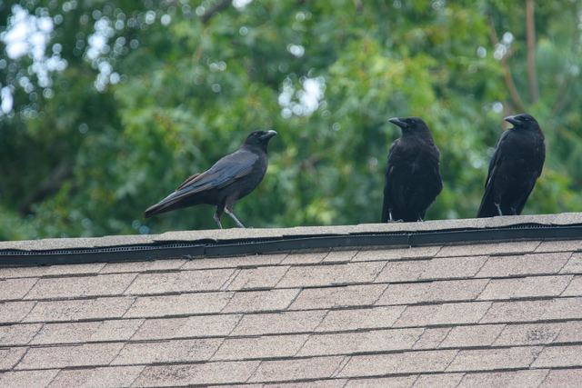 American Crow