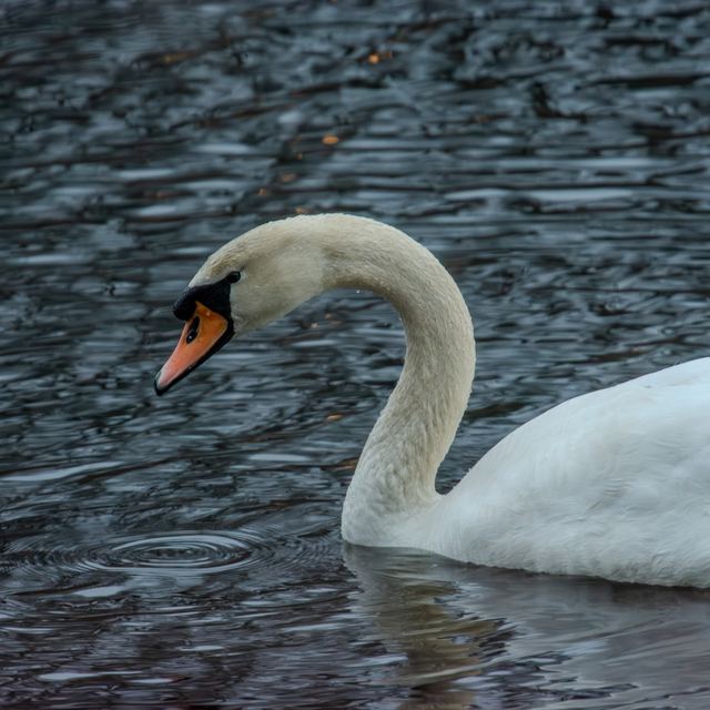 Mute Swan