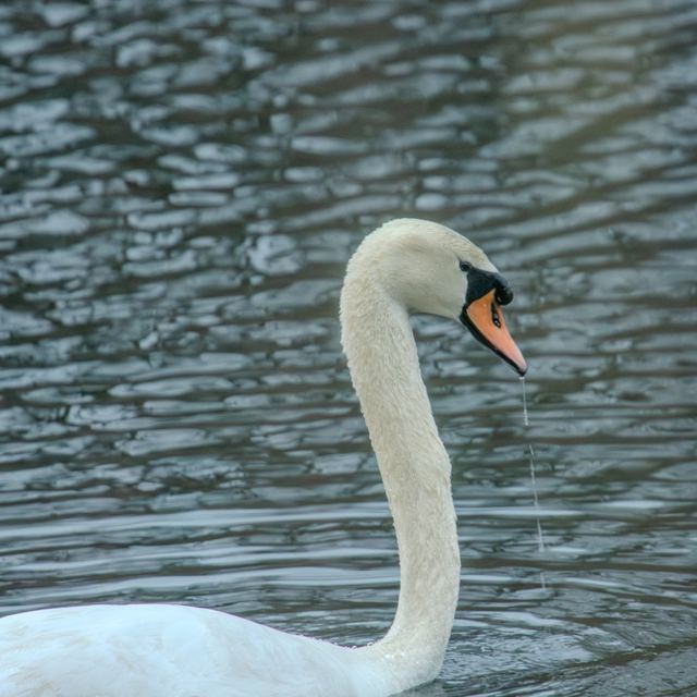 Mute Swan