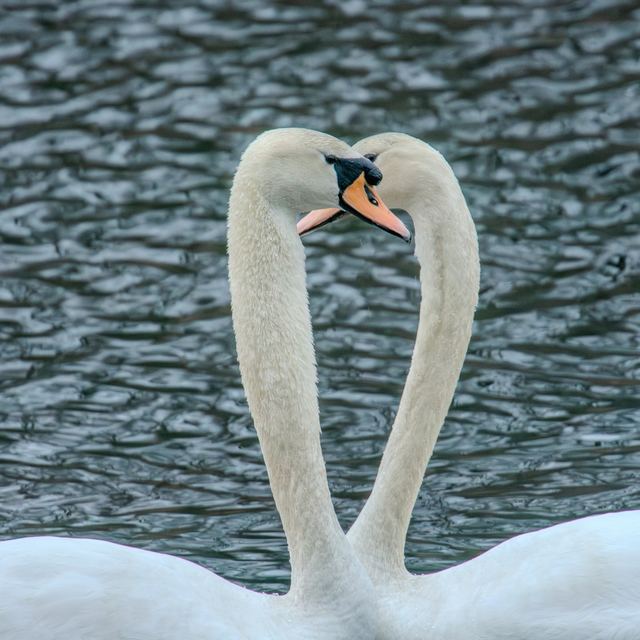Mute Swan