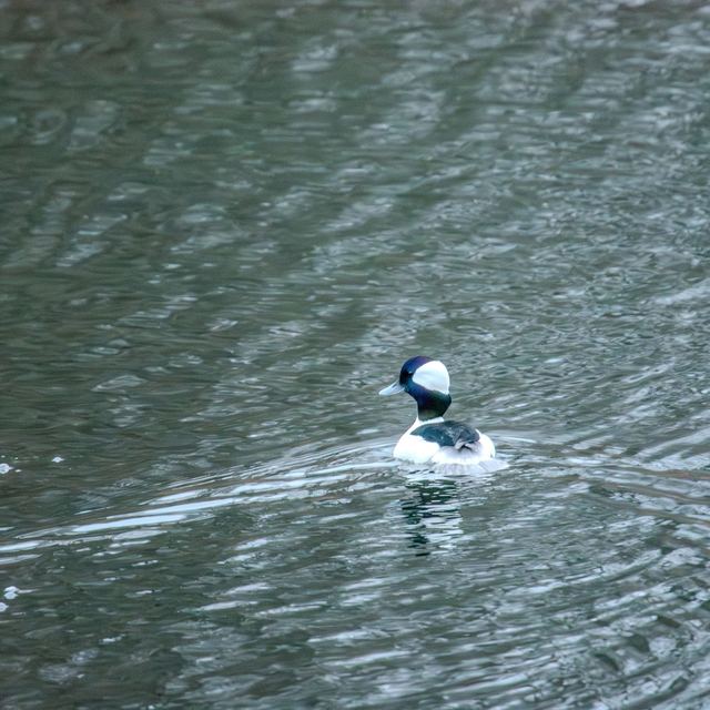 Bufflehead